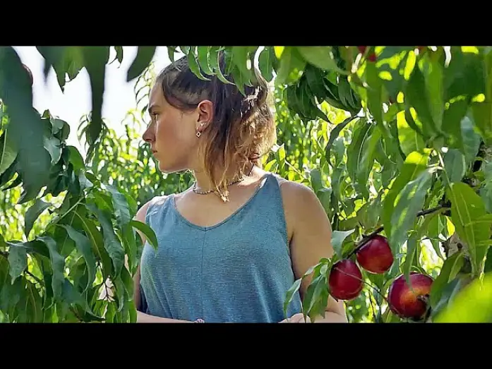 Wideo do filmu Alcarràs — ALCARRÀS - DIE LETZTE ERNTE | Trailer deutsch german [HD]