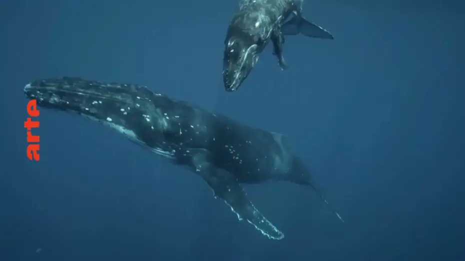 Wideo do filmu Antarktika - Die gefrorene Zeit — Les metamorphoses du continent blanc ARTE