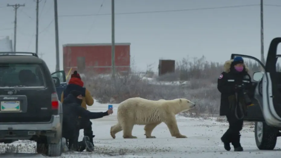 Wideo do filmu Nuisance Bear — Nuisance Bear // Official Trailer