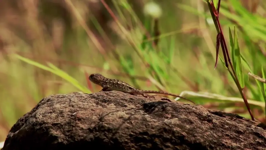 Wideo do filmu Guachimontones, los límites del hombre y la naturaleza. — Guachimontones. Los límites del hombre y la naturaleza: Tráiler #2