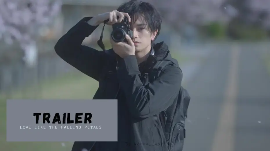 Wideo do filmu Miłość jest jak opadające płatki kwiatów — [VOSTFR] | Love Like the Falling Petals - TRAILER | Japonais Drama| Nakajima Kento, Matsumoto Honoka