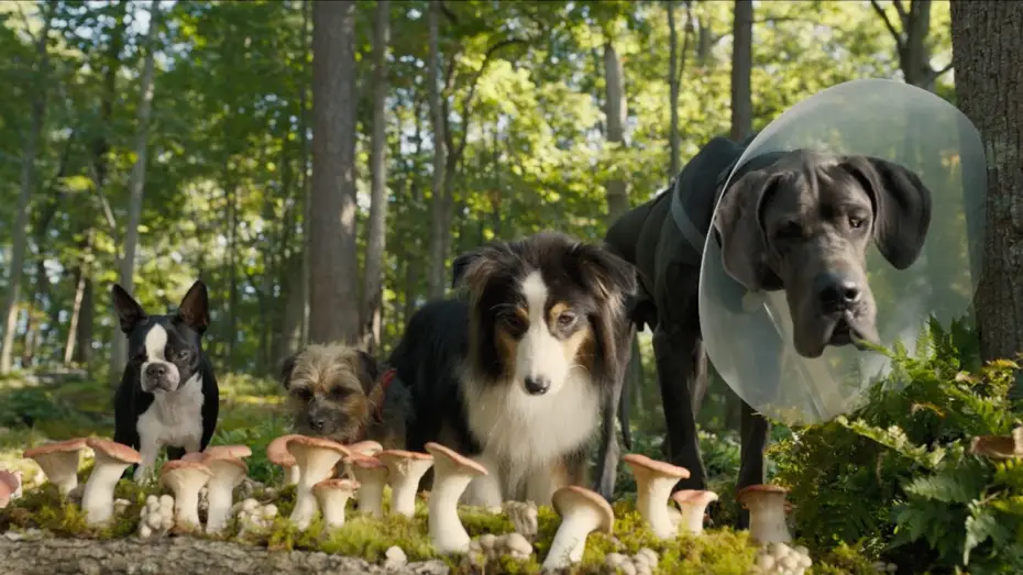 Wideo do filmu Spuszczone ze smyczy — Doggy Style | Secondo Trailer Ufficiale