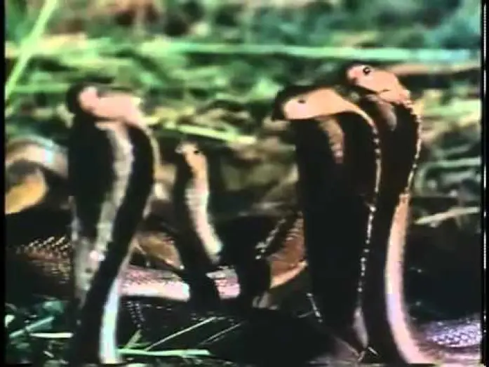 Wideo do filmu Zuma — Zuma (1985)- Trailer Inglés