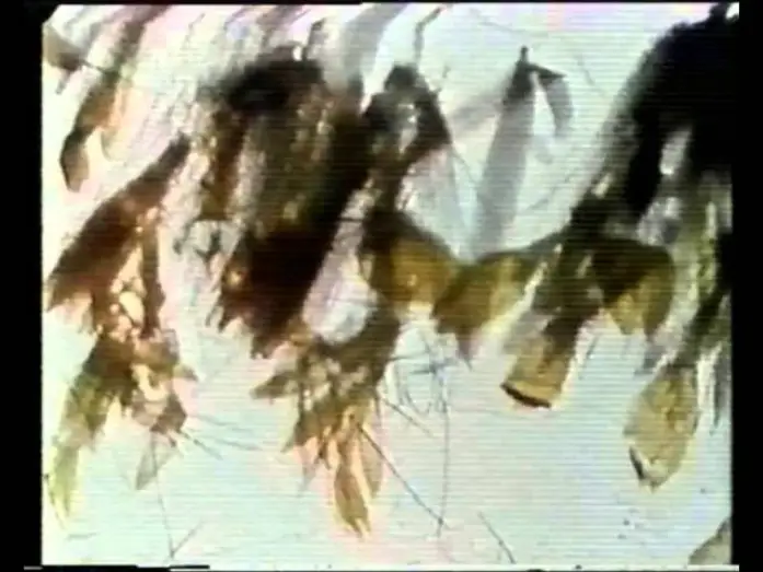 Wideo do filmu Mothlight — Mothlight - Stan Brakhage [1963]