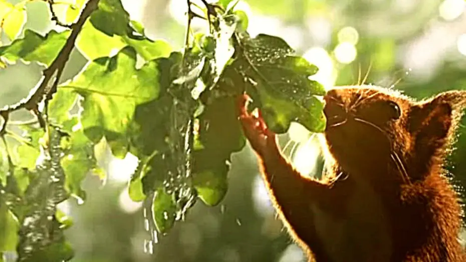 Wideo do filmu Le Chêne — LE CHÊNE Bande Annonce VF (Aventure, 2021) De Michel Seydoux, Laurent Charbonnier.