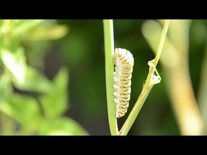 Wideo do filmu Plants — Plants Trailer