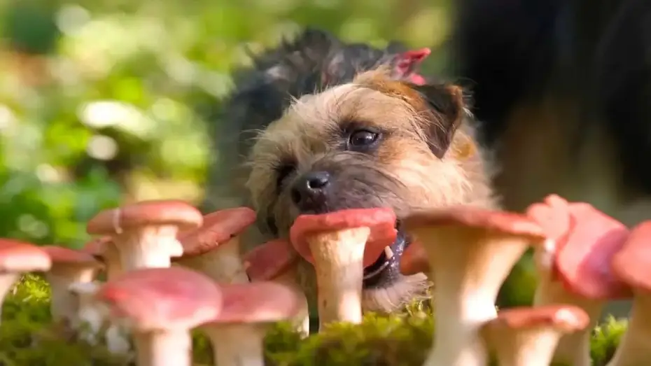 Wideo do filmu Spuszczone ze smyczy — Doggy Style | Dal 14 settembre al cinema