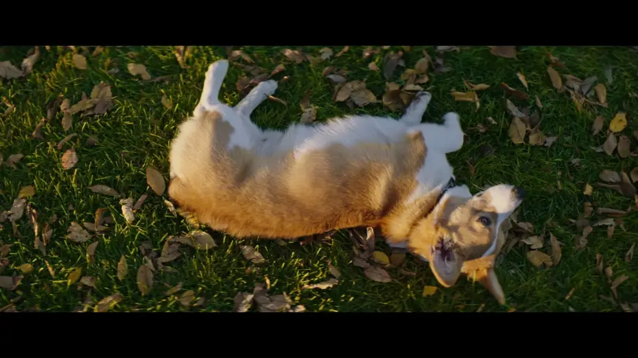 Wideo do filmu Był Sobie Pies — MES VIES DE CHIENS - Extrait - " Coup de foudre " - VF