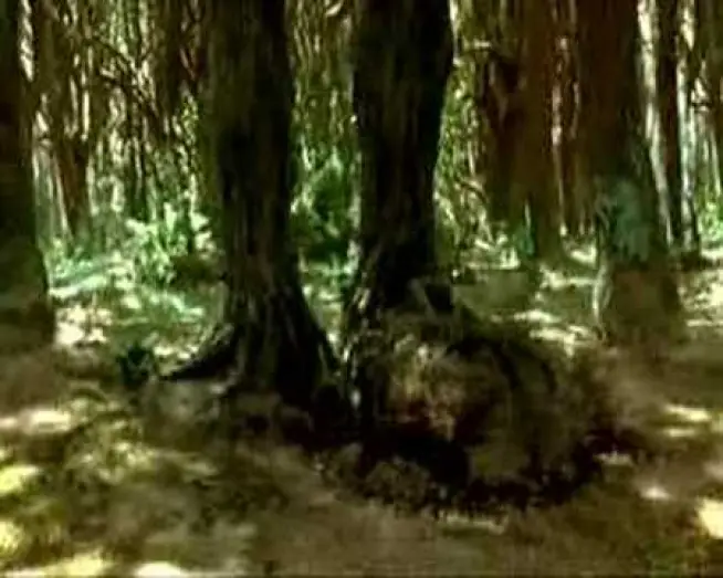Wideo do filmu Most do Terabithii — Un Ponte Per Terabithia (Trailer Italiano)