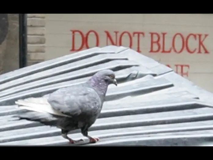 Wideo do filmu Save the Pigeons — SAVE THE PIGEONS