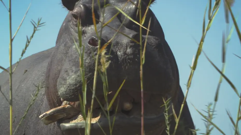 Wideo do filmu Pepe — Trailer [Subtitled]