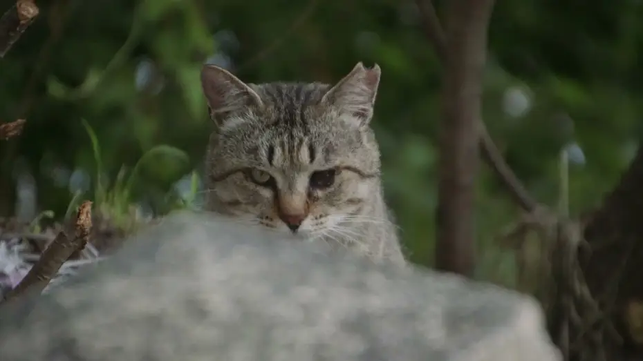 Wideo do filmu 五香宮の猫 — Die Katzen vom Gokogu-Schrein