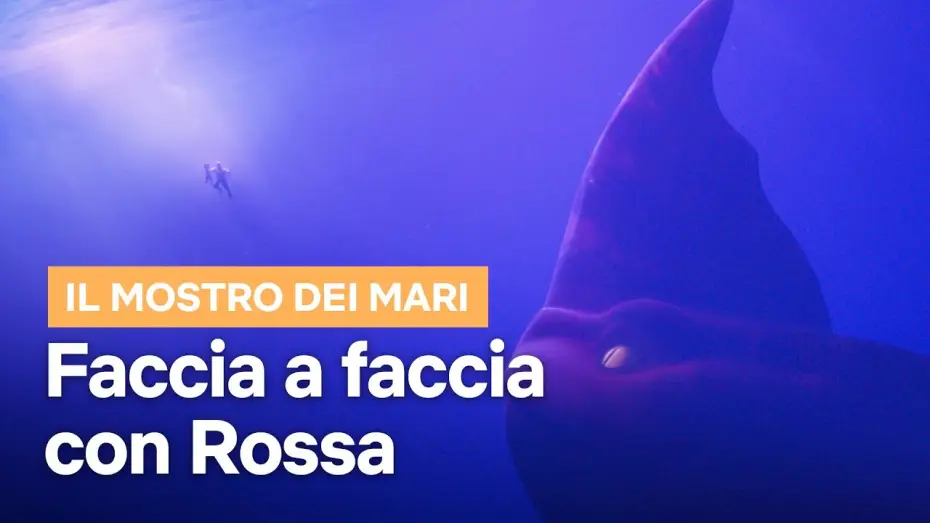 Wideo do filmu Morska bestia — Faccia a faccia con Rossa