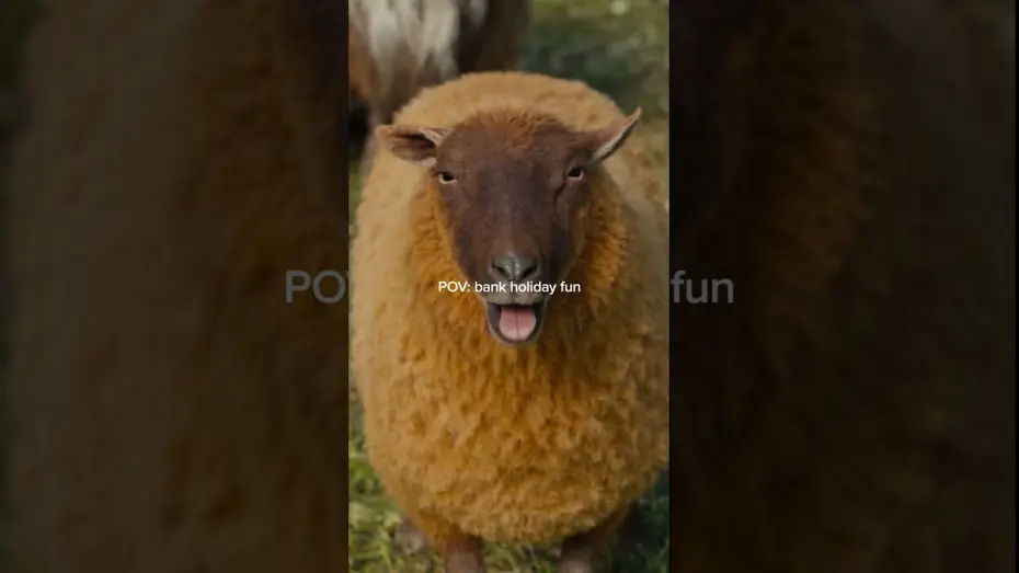 Wideo do filmu Sprawiedliwość owiec — Who doesn't love a baa-nk holiday?