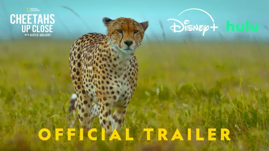 Wideo do filmu Cheetahs Up Close with Bertie Gregory — Official Promo