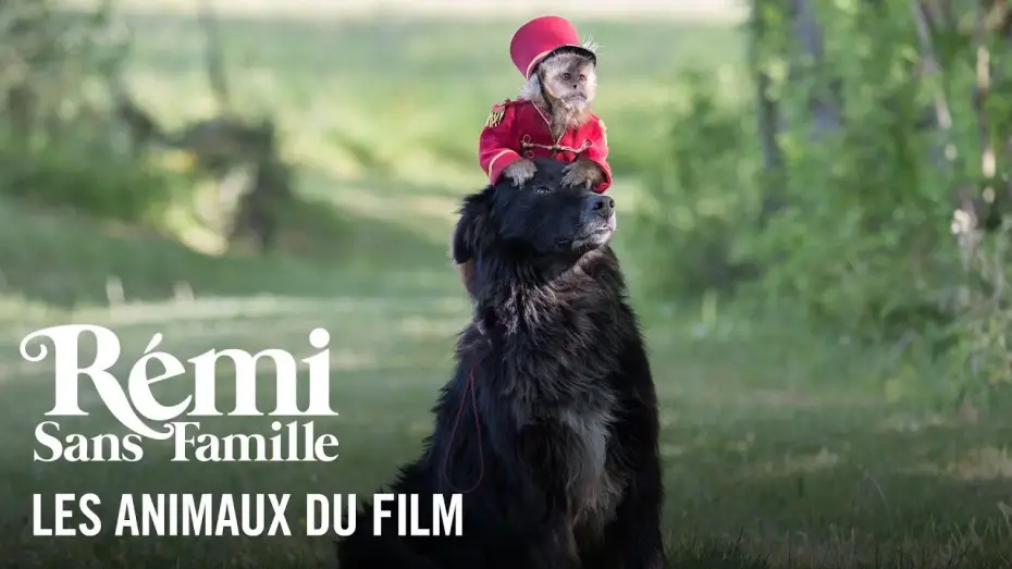 Wideo do filmu Przygody małego Remiego — Les animaux - Rémi sans famille