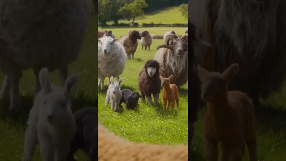 Wideo do filmu Sprawiedliwość owiec — In cinemas May 6