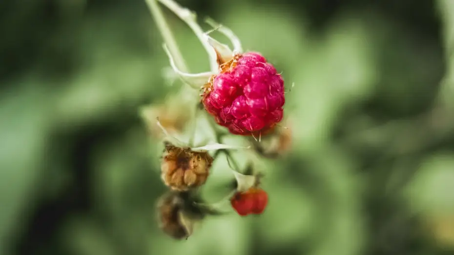 Wideo do filmu Vulvitis — What is vulvitis? | Patient Explainers
