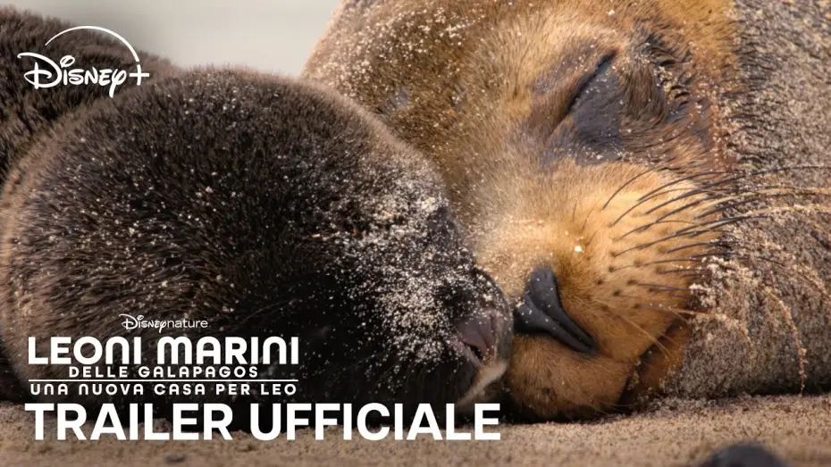 Wideo do filmu Lwy morskie z wysp Galapagos — Leoni Marini delle Galapagos | Trailer Ufficiale | Dal 22 Aprile su Disney+