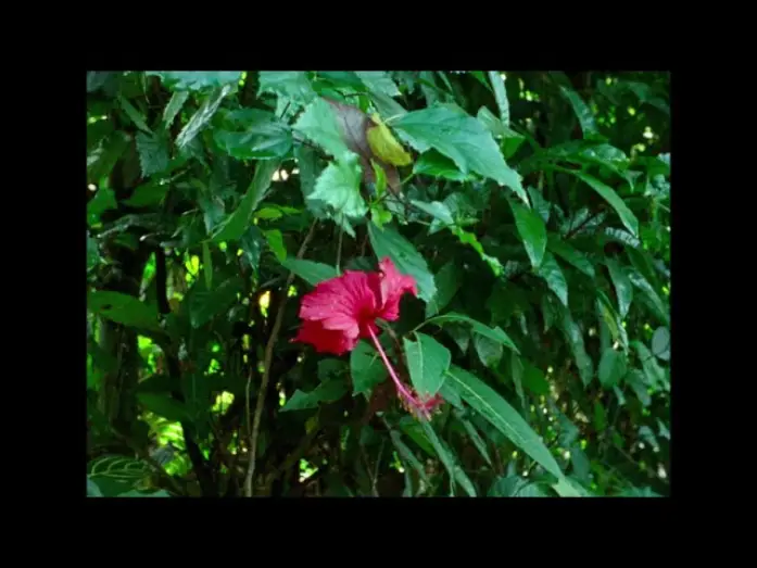 Wideo do filmu Tóc, Giáy Và Nuóc — FNC 2025 | Hair, Paper, Water... (Trương Minh Quý, Nicolas Graux)