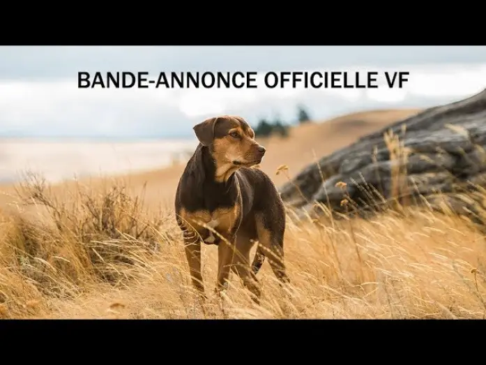 Wideo do filmu O psie, który wrócił do domu — L’Incroyable Aventure de Bella - Bande Annonce VF