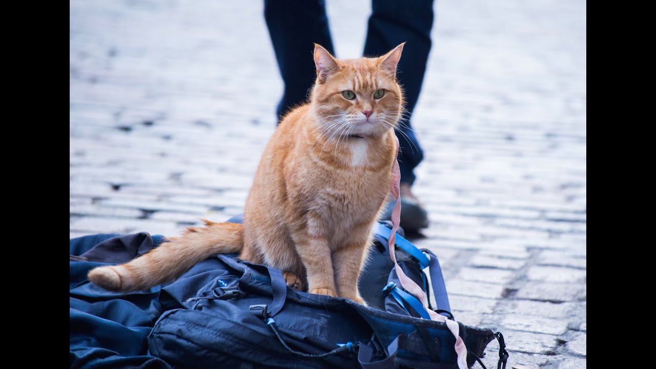Wideo do filmu Kot Bob i ja — A Street Cat Named Bob - Official Trailer - At Cinemas November 4