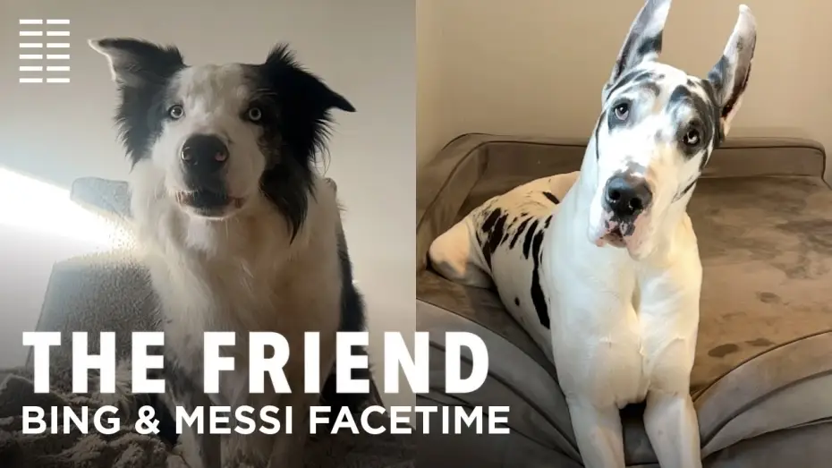 Wideo do filmu Przyjaciel — Bing & Messi FaceTime