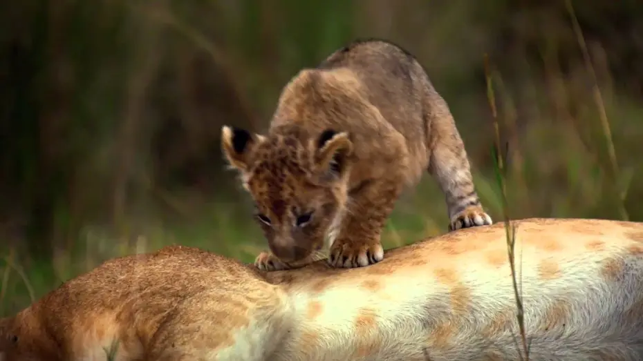 Wideo do filmu Afrykańskie koty — African Cats: Official Trailer 2
