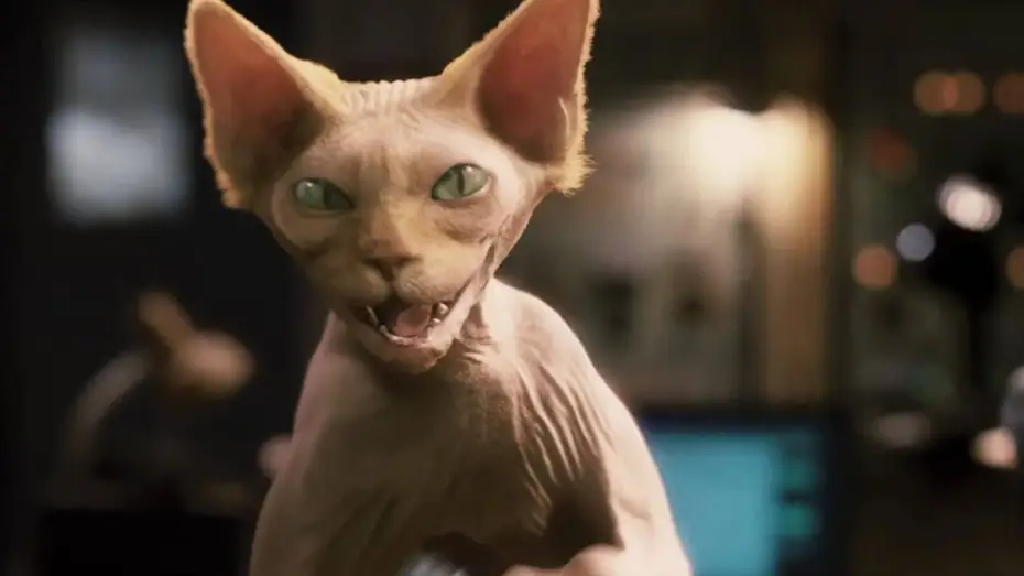 Wideo do filmu Psy i koty: Odwet Kitty — Cats & Dogs - Die Rache der Kitty Kahlohr | Deutscher Trailer HD