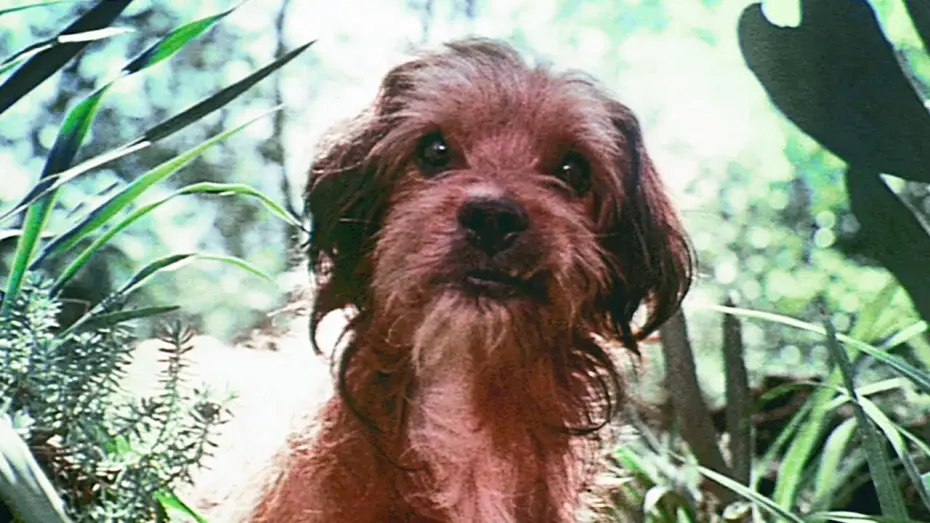 Wideo do filmu Benji — Benji (1974) ORIGINAL TRAILER [HQ]