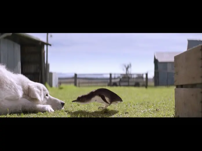 Wideo do filmu Szajbus i pingwiny — Oddball (2015) Trailer [HD]
