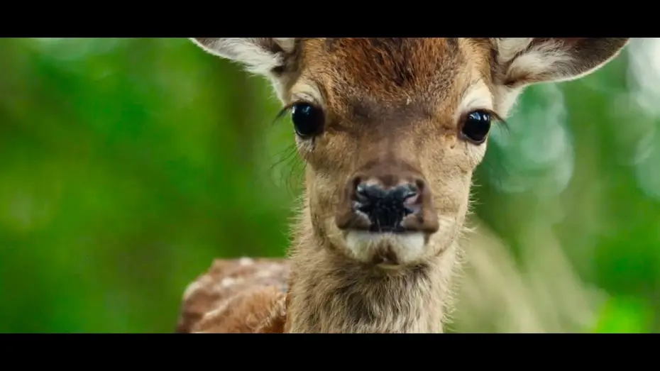 Wideo do filmu Bambi. Opowieść leśna — Bambi : A Tale of Life in the Woods - Trailer (English version)