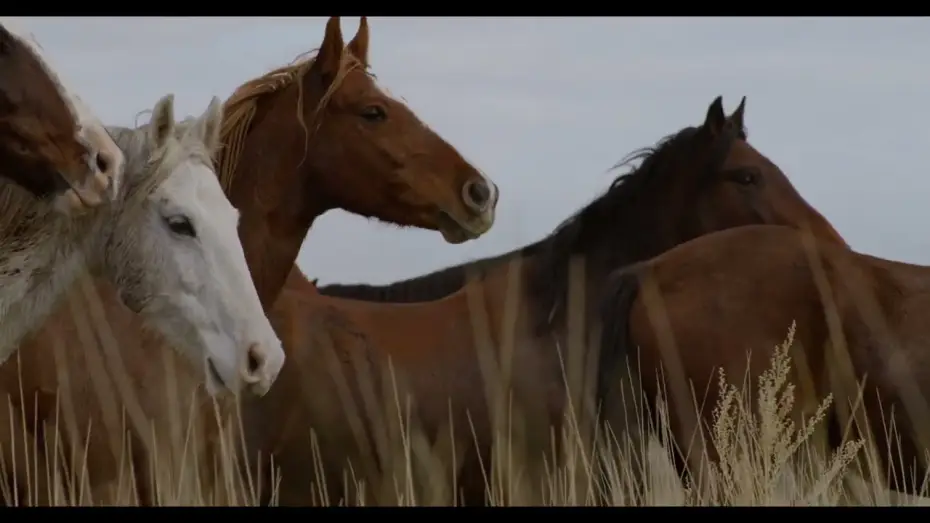 Wideo do filmu In the Company of Wolves: An American Journey — In the Company of Wolves - Trailer