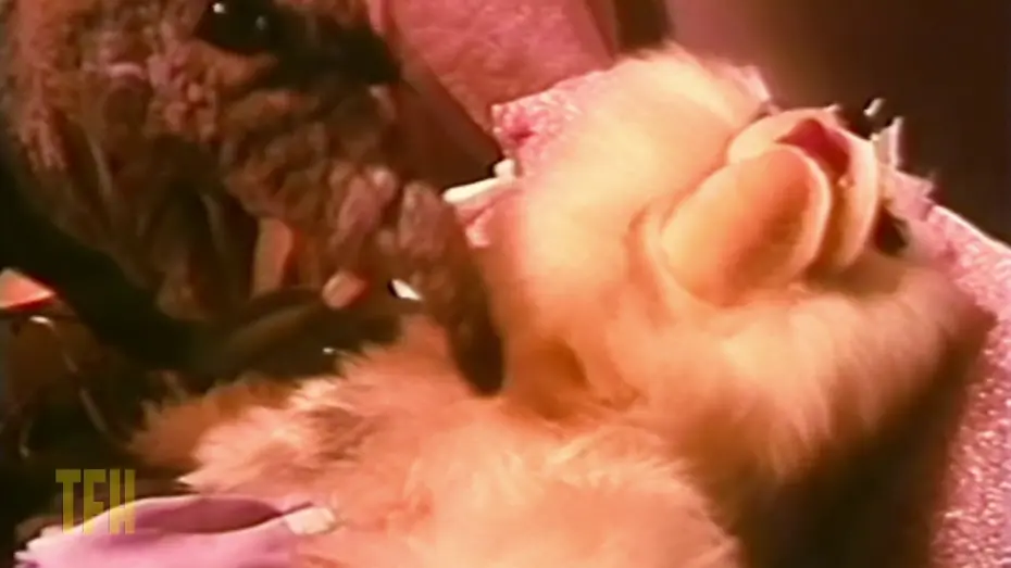 Wideo do filmu Meet the Feebles — Mike Mendez on MEET THE FEEBLES