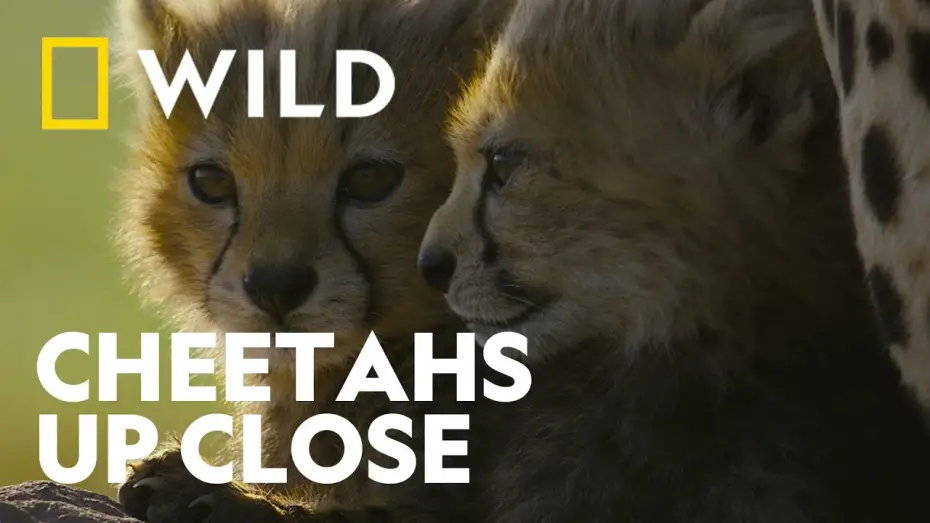 Wideo do filmu Cheetahs Up Close with Bertie Gregory — Trailer