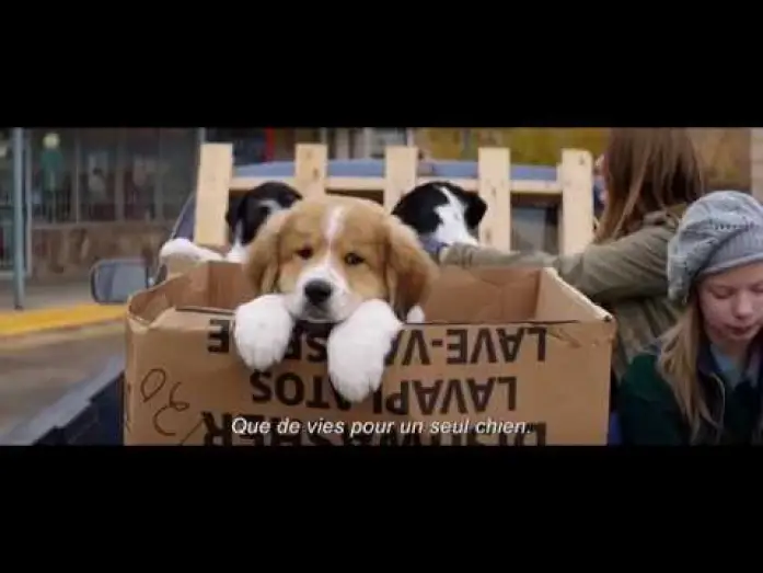 Wideo do filmu Był Sobie Pies — MES VIES DE CHIEN - Bande Annonce VOST