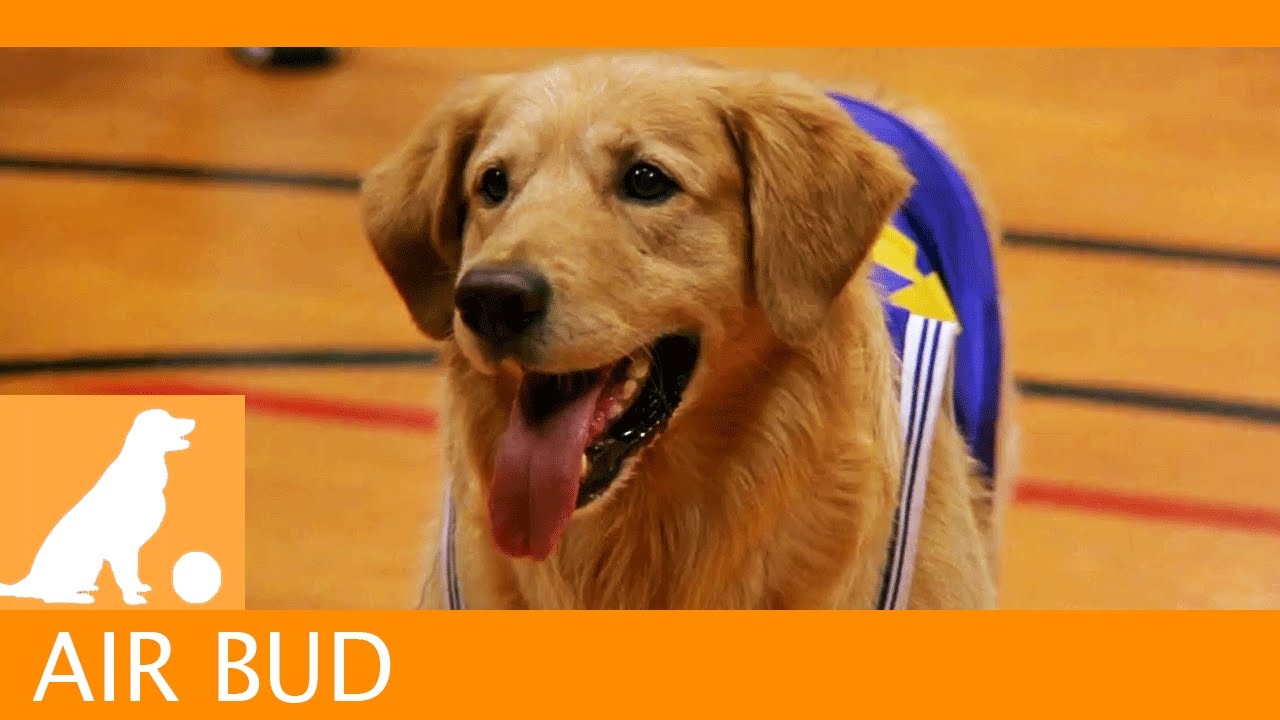 Wideo do filmu Koszykarz Buddy — Air Bud Sports News - Snively