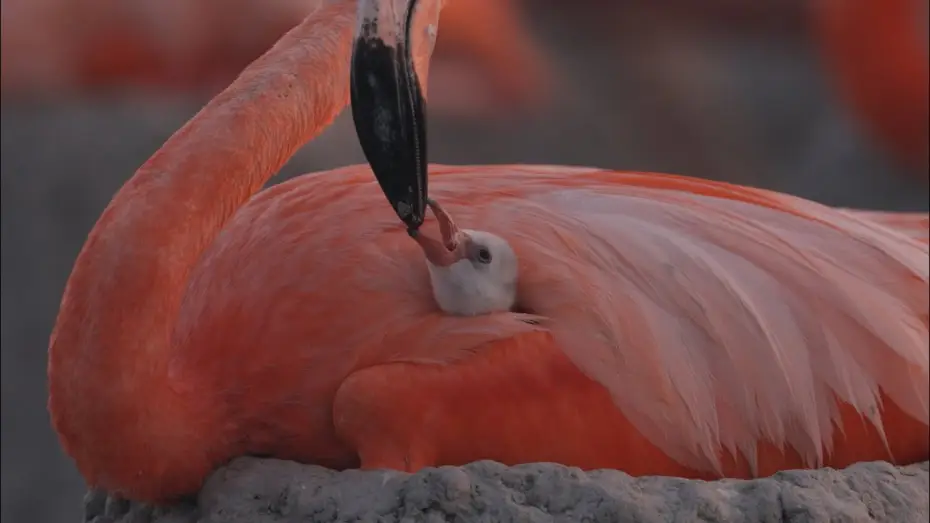Wideo do filmu Flamingos: La vida después del meteorito — Flamingos - Trailer
