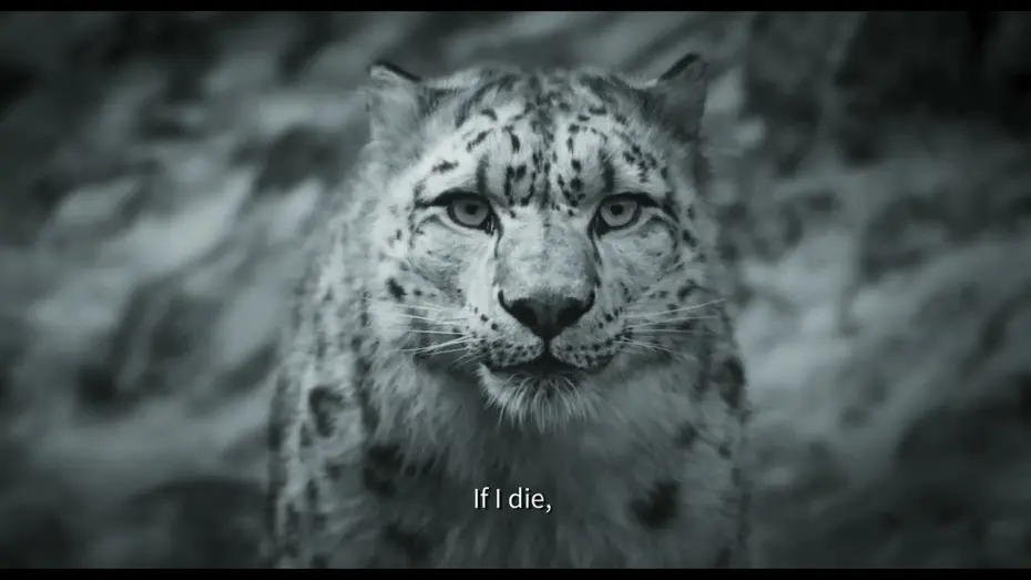 Wideo do filmu Śnieżna pantera — Snow Leopard - Pema Tseden - Bande-annonce