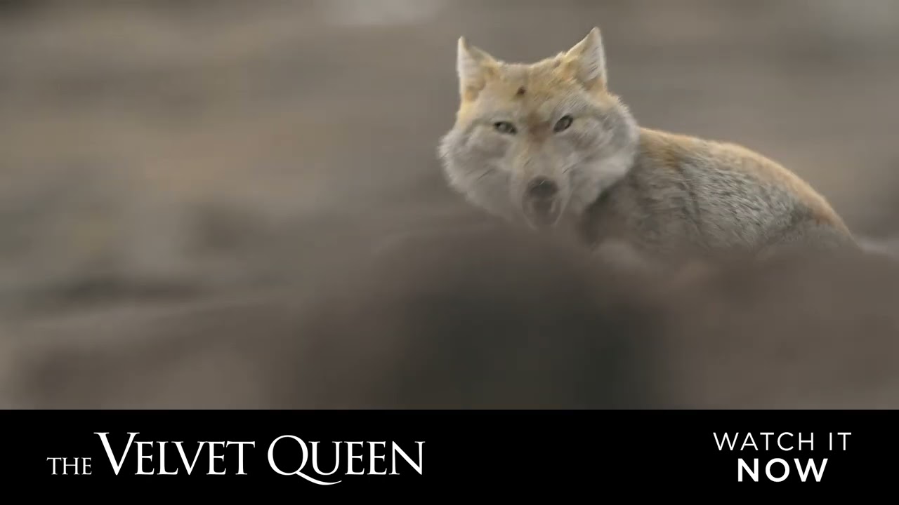 Wideo do filmu Duch śniegów — The Velvet Queen - English Sub Title