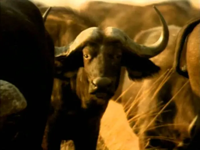 Wideo do filmu Whispers: An Elephant's Tale — Whispers: An Elephant's Tale