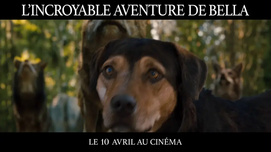 Wideo do filmu O psie, który wrócił do domu — L’Incroyable Aventure de Bella - TV SPOT "Challenge" VF