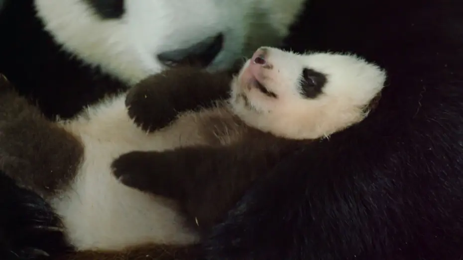 Wideo do filmu Born in China — Рожденные в Китае - Trailer
