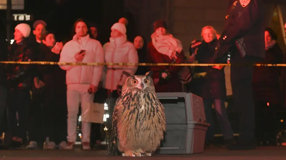 Wideo do filmu Wild Inside — WILD INSIDE - Flaco the Owl Documentary - Official Theatrical Trailer - In Theaters July 31st