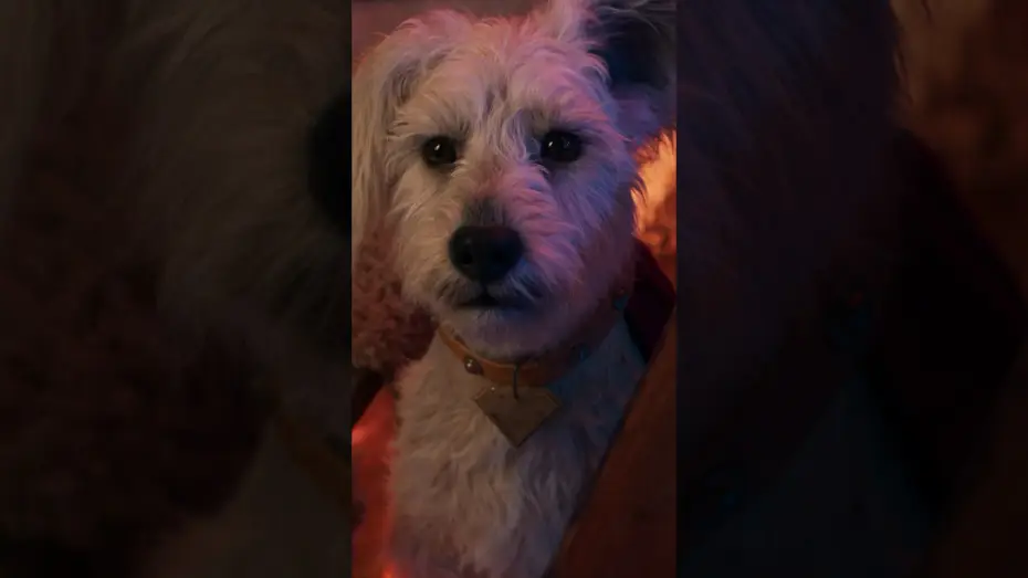 Wideo do filmu Supergirl — You had me at woof.