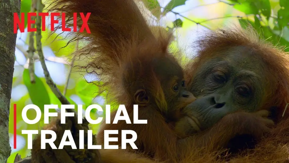 Wideo do filmu Sekretne życie orangutanów — Official Trailer