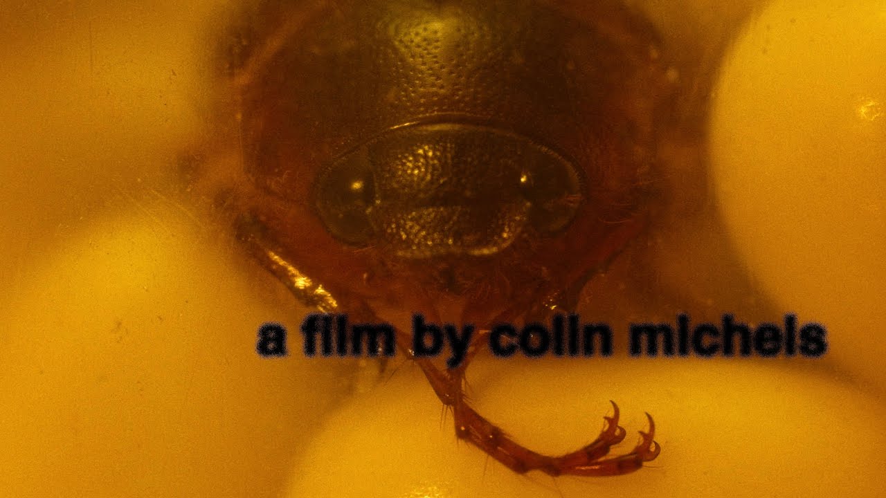 Wideo do filmu i have eczema and i'm scared of bugs — i have eczema and i'm scared of bugs