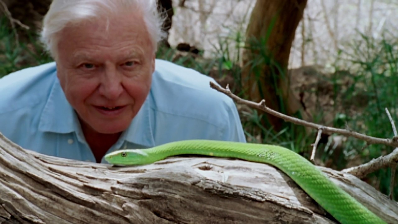 Wideo do filmu David Attenborough: Życie na naszej planecie — David Attenborough: A Life On Our Planet | Official Trailer