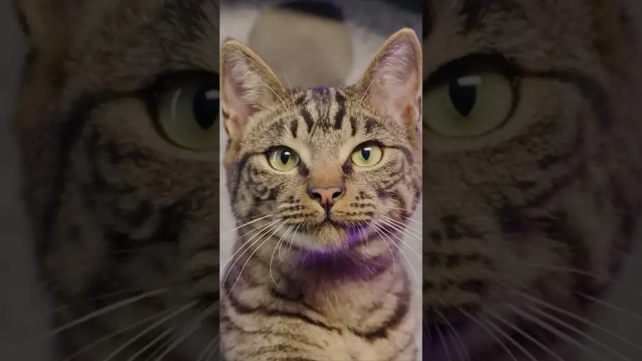 Wideo do filmu Gatto — REAL CATS REACT to Pixar's Trailer for Gatto