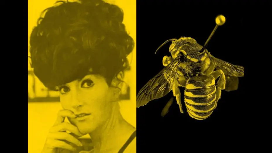 Wideo do filmu The Beehive — The Beehive | Zanny Begg